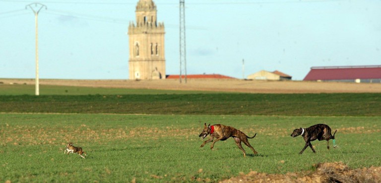 Tovala pasa a cuartos; Azahar, eliminada