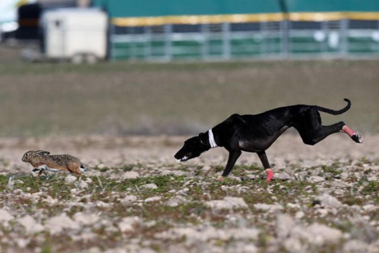 La nieve pospone el inicio de la Copa del Rey de galgos
