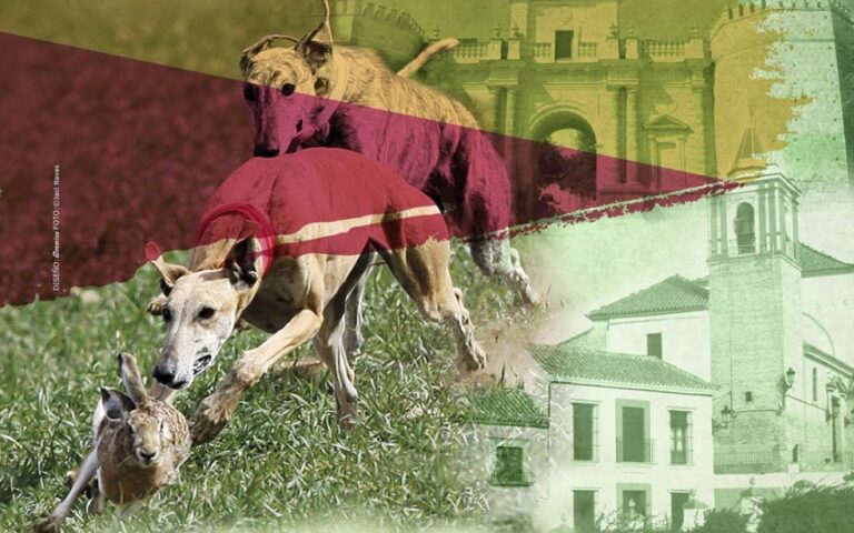 Este viernes arranca el campeonato de España de galgos que acogen Carmona y El Viso