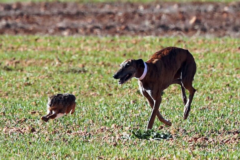 Campeonato España de galgos: semifinales entre Andalucía y Castilla La Mancha
