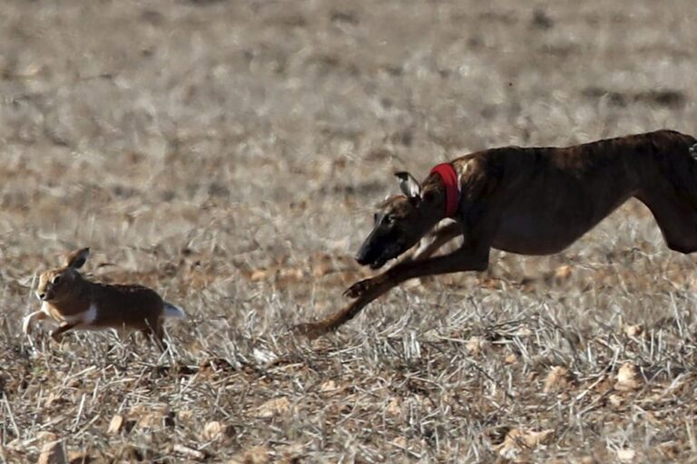 Campeonato España de galgos: este martes, la ronda de cuartos