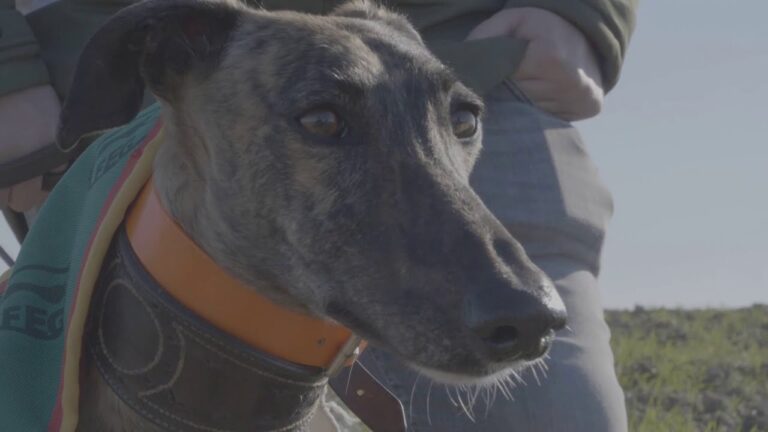 Otra mirada al campeonato de España de galgos 2021