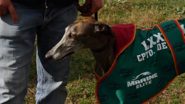 Otra mirada a las semifinales del Campeonato de España de galgos